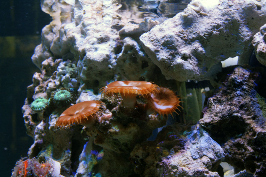 Grandis - Rosebud161616's 15 gallon custom built nano