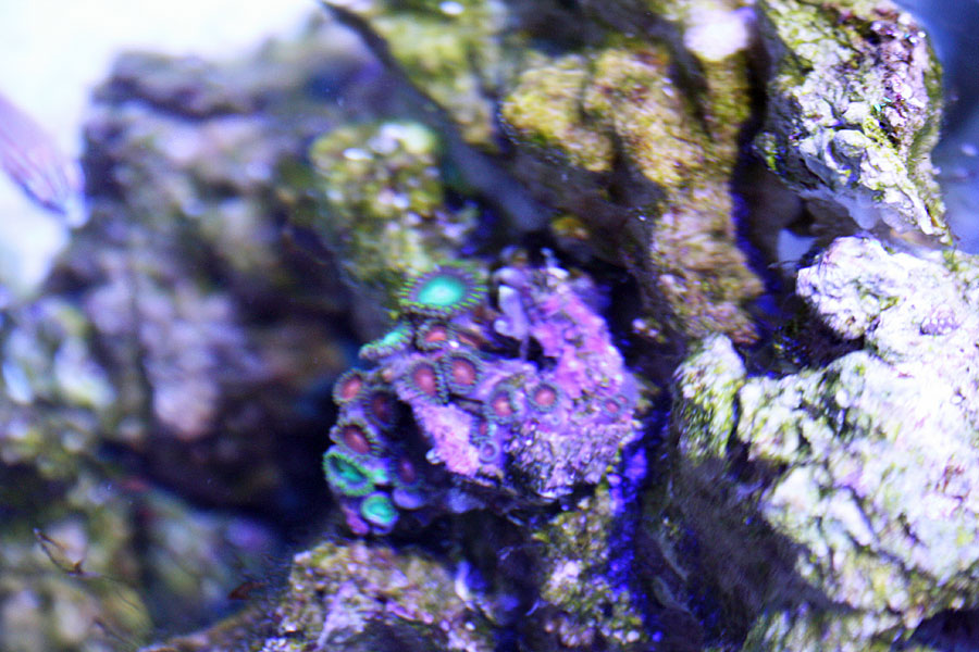 MultiZoas - Rosebud161616's 15 gallon custom built nano