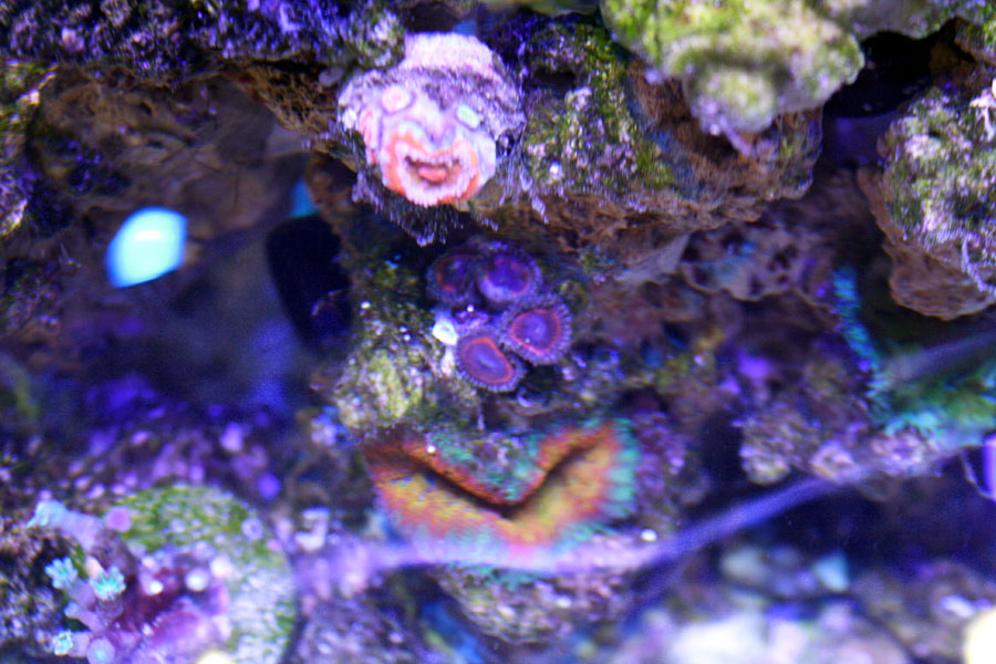 TopDownDevilsArmor - Rosebud161616's 15 gallon custom built nano