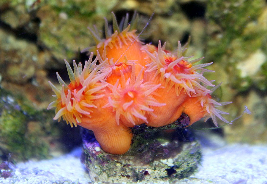 Dendro - Rosebud161616's 15 gallon custom built nano