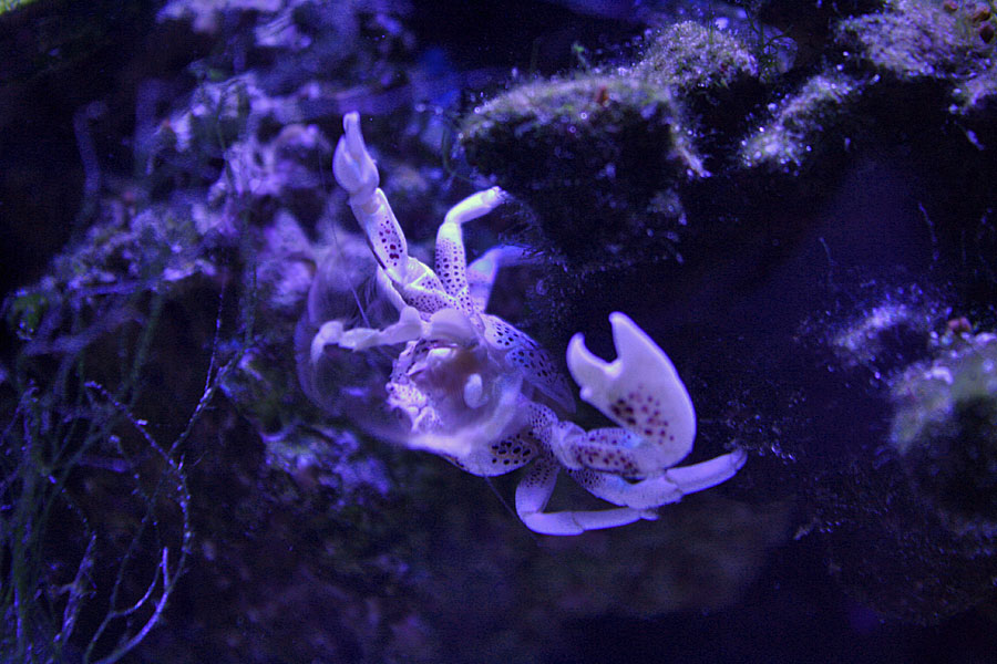 Anemone Crab - Rosebud161616's 15 gallon custom built nano