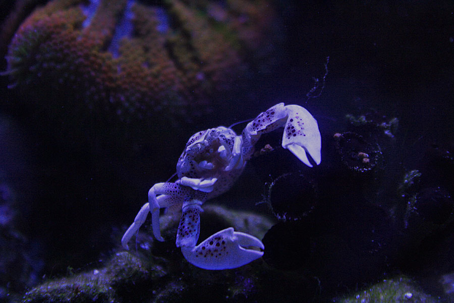 Anemone Crab2 - Rosebud161616's 15 gallon custom built nano