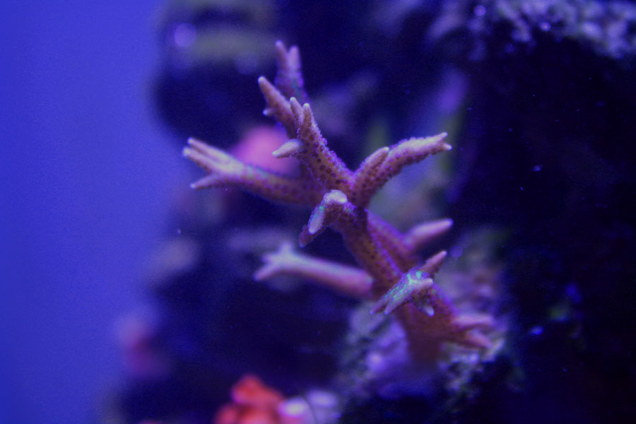 Birdsnest - Rosebud161616's 15 gallon custom built nano