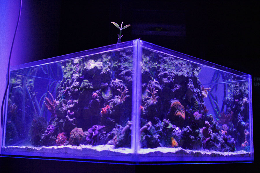 FTS - Rosebud161616's 15 gallon custom built nano
