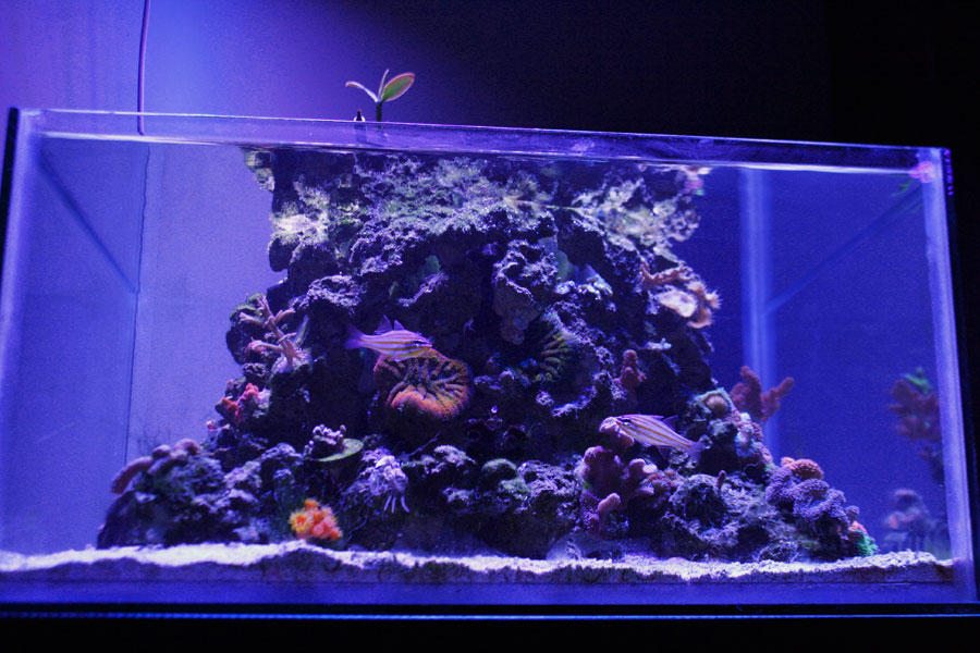 FTS2 - Rosebud161616's 15 gallon custom built nano