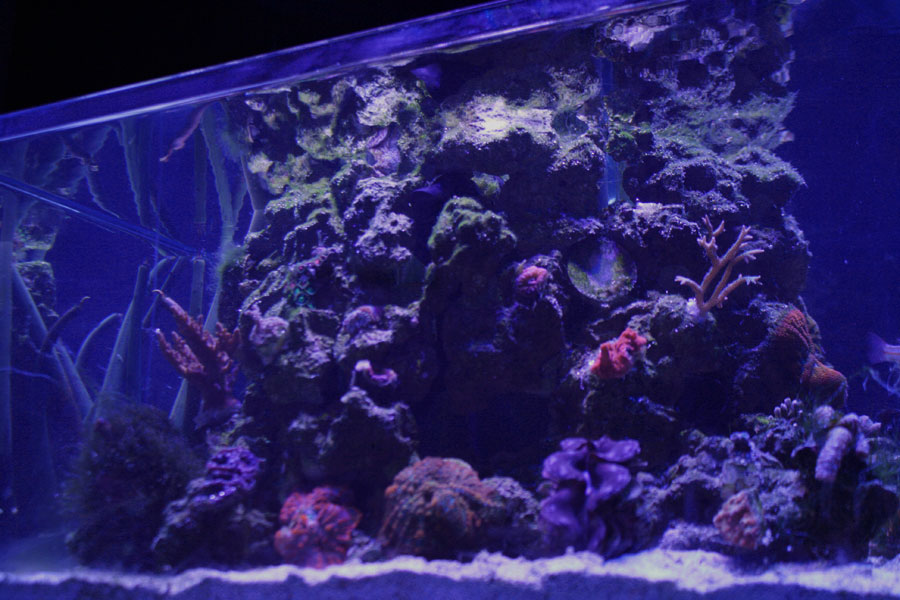 FTS3 - Rosebud161616's 15 gallon custom built nano