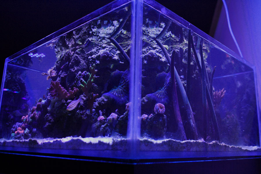 FTS5 - Rosebud161616's 15 gallon custom built nano