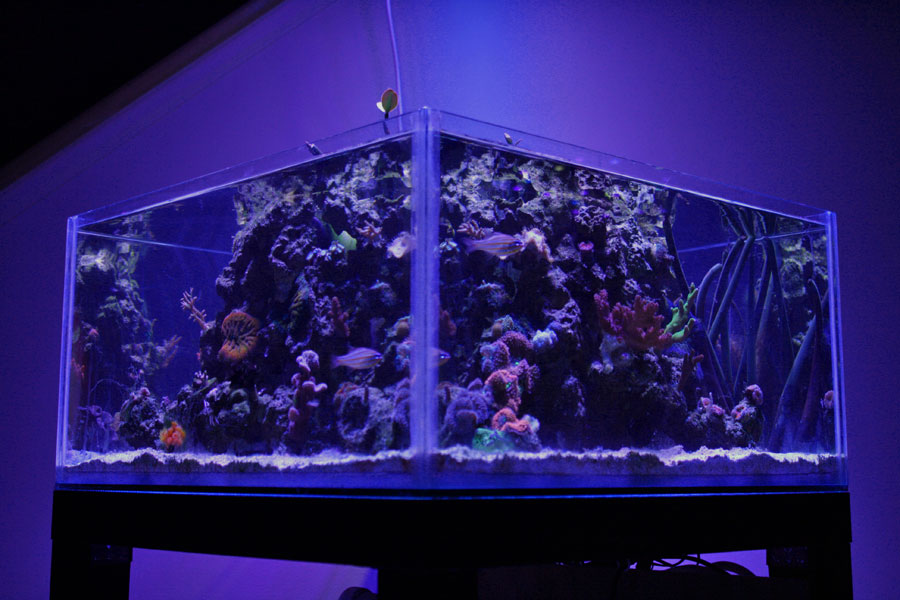 FTS6 - Rosebud161616's 15 gallon custom built nano