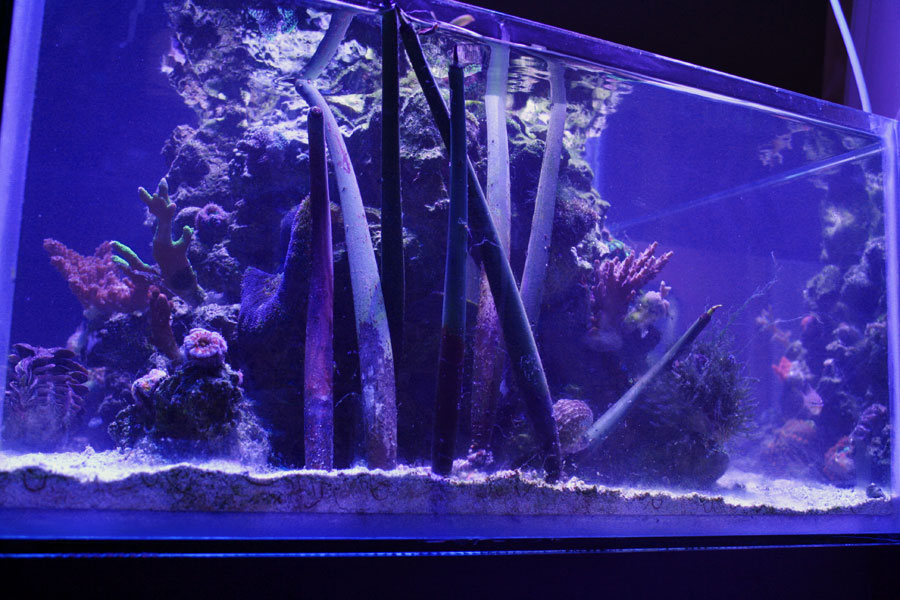 FTS7 - Rosebud161616's 15 gallon custom built nano