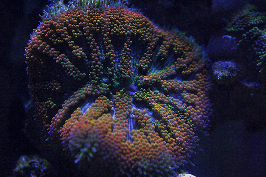 Rainbow Maxi - Rosebud161616's 15 gallon custom built nano