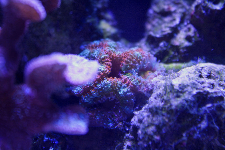 acan - Rosebud161616's 15 gallon custom built nano