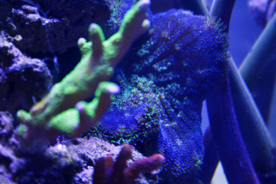 blue maxi - Rosebud161616's 15 gallon custom built nano