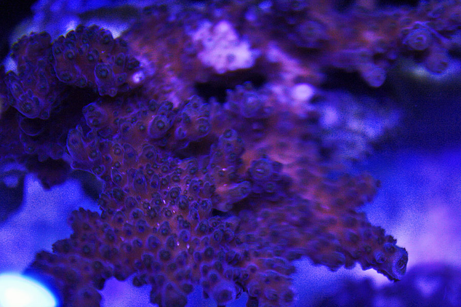 brown acro - Rosebud161616's 15 gallon custom built nano