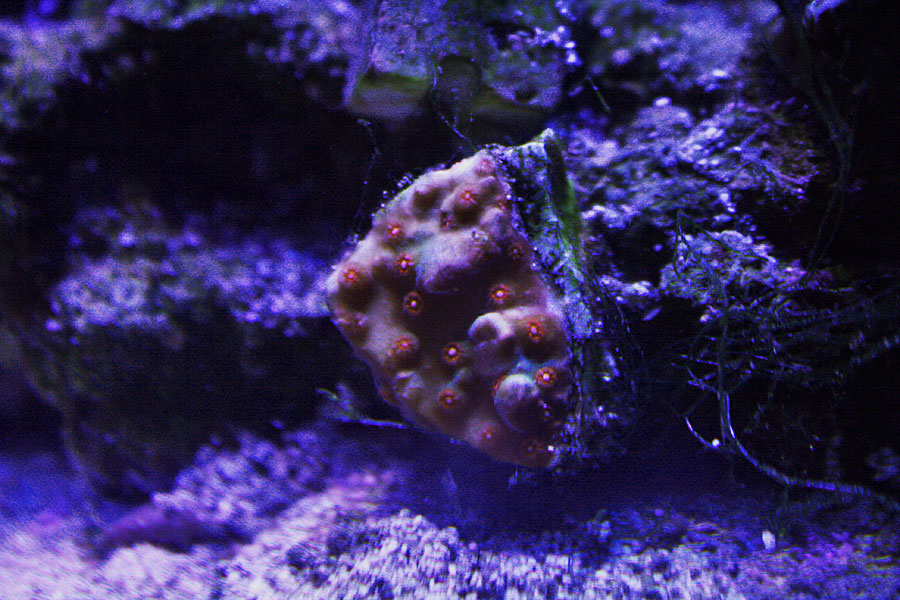 cephastrea - Rosebud161616's 15 gallon custom built nano