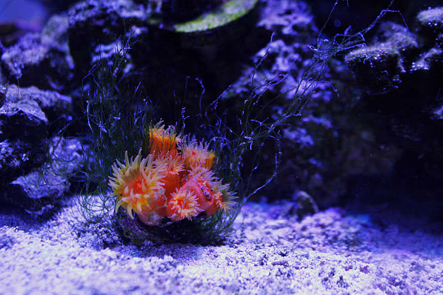 dendro - Rosebud161616's 15 gallon custom built nano