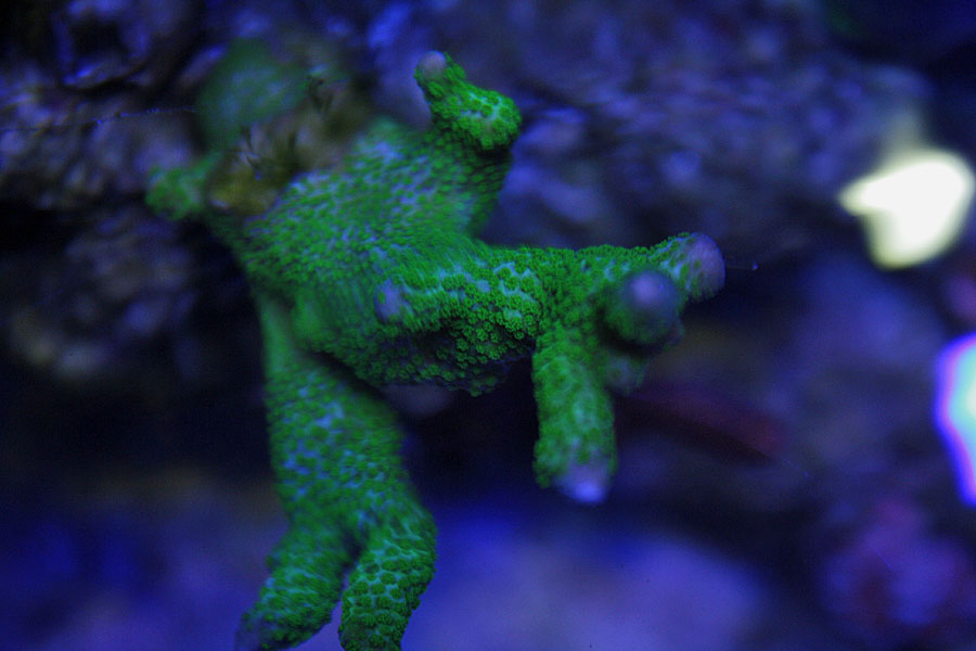 digi green - Rosebud161616's 15 gallon custom built nano