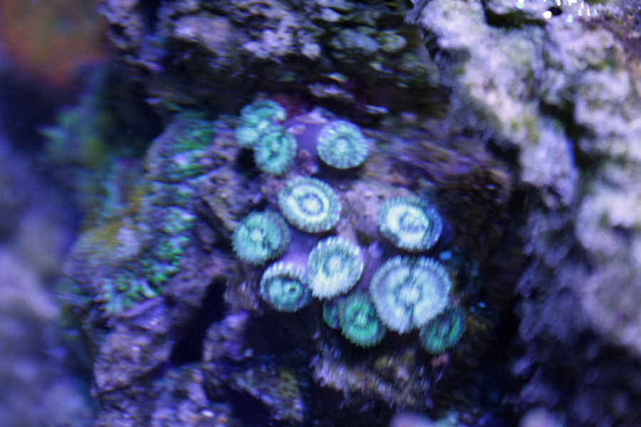 gatsby PEs - Rosebud161616's 15 gallon custom built nano