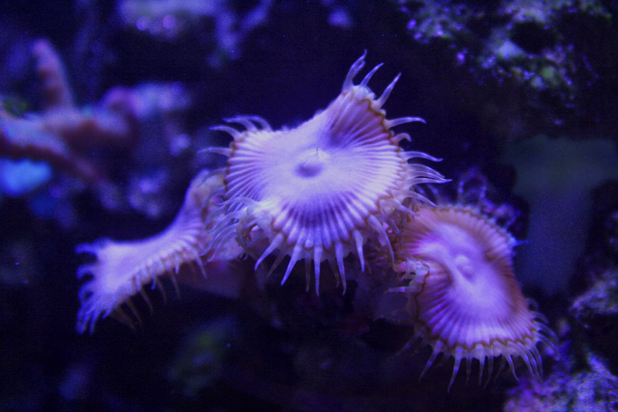 grandis - Rosebud161616's 15 gallon custom built nano