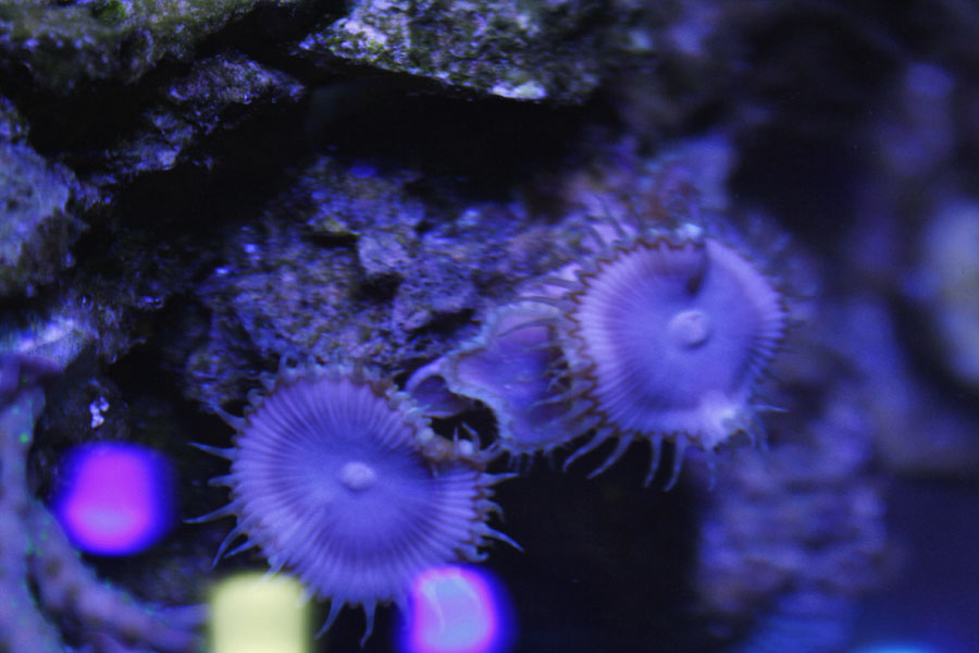 grandis2 - Rosebud161616's 15 gallon custom built nano