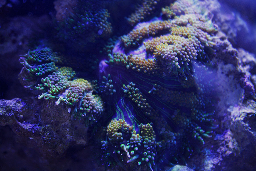 green maxi - Rosebud161616's 15 gallon custom built nano