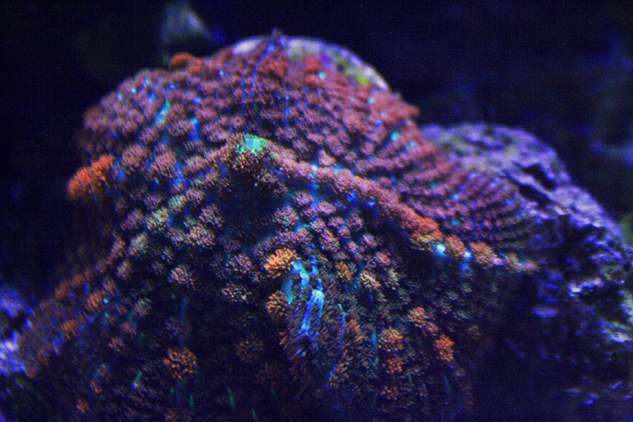 green mush - Rosebud161616's 15 gallon custom built nano