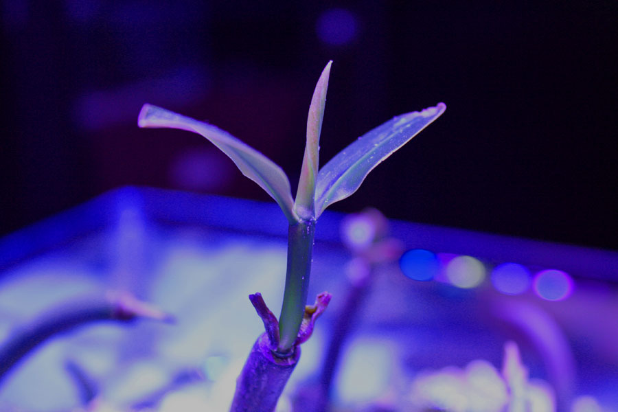 mangrove - Rosebud161616's 15 gallon custom built nano