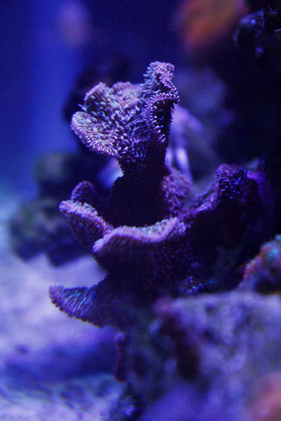 pavona - Rosebud161616's 15 gallon custom built nano