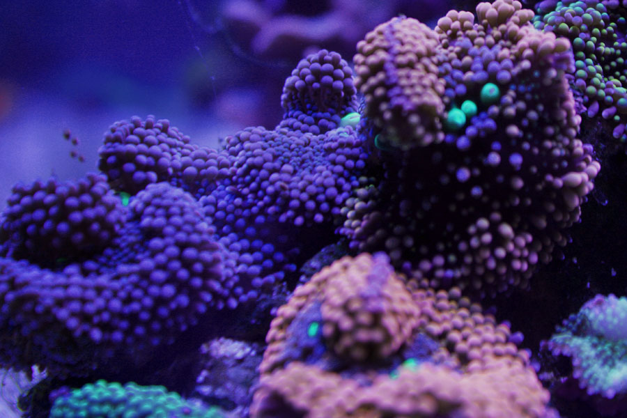 rics - Rosebud161616's 15 gallon custom built nano