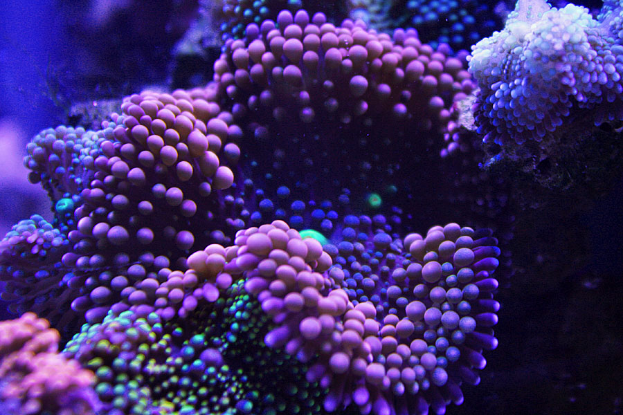 rics2 - Rosebud161616's 15 gallon custom built nano