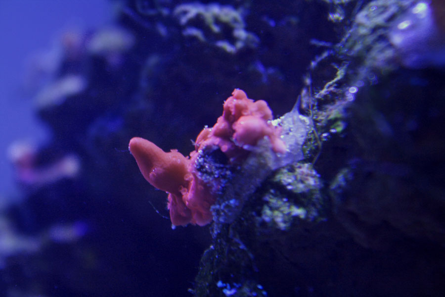 setosa - Rosebud161616's 15 gallon custom built nano