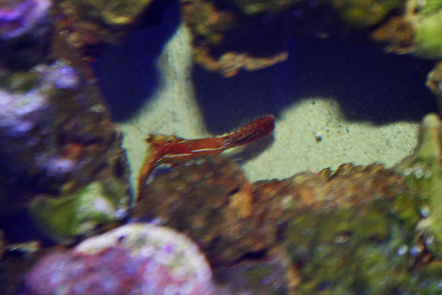 shrimp - Rosebud161616's 15 gallon custom built nano