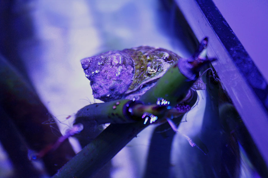 snail - Rosebud161616's 15 gallon custom built nano