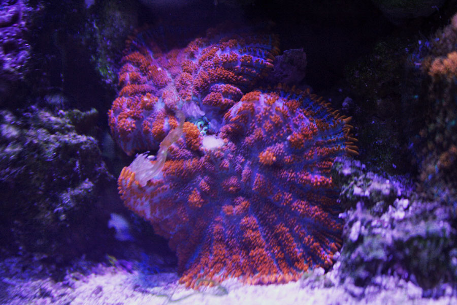 superman mush - Rosebud161616's 15 gallon custom built nano