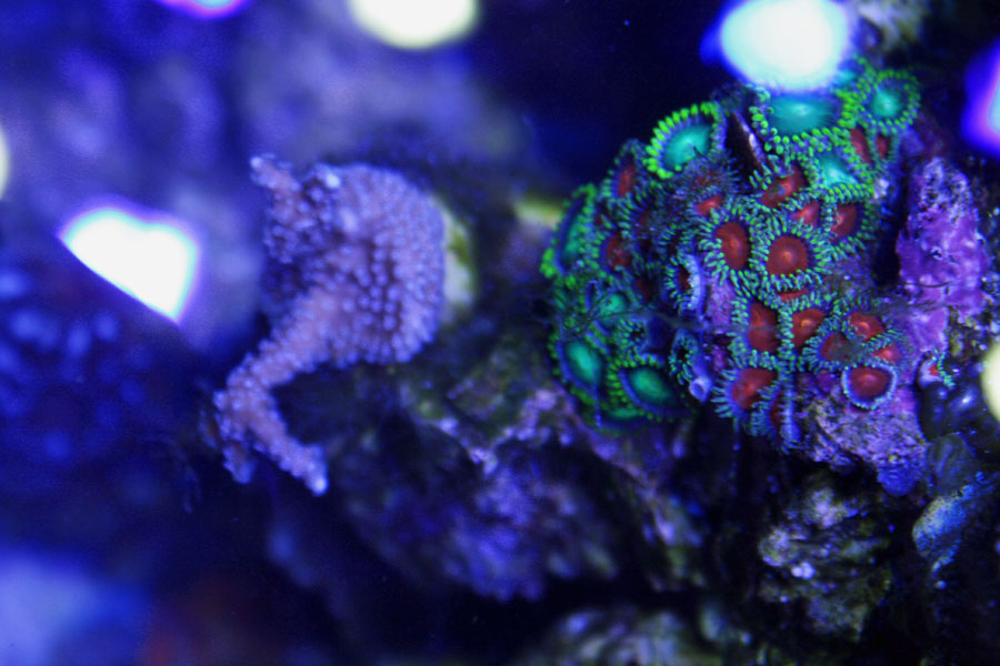 zoas - Rosebud161616's 15 gallon custom built nano