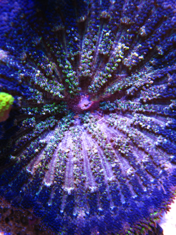 BlueMaxiMini - Rosebud161616's 15 gallon custom built nano