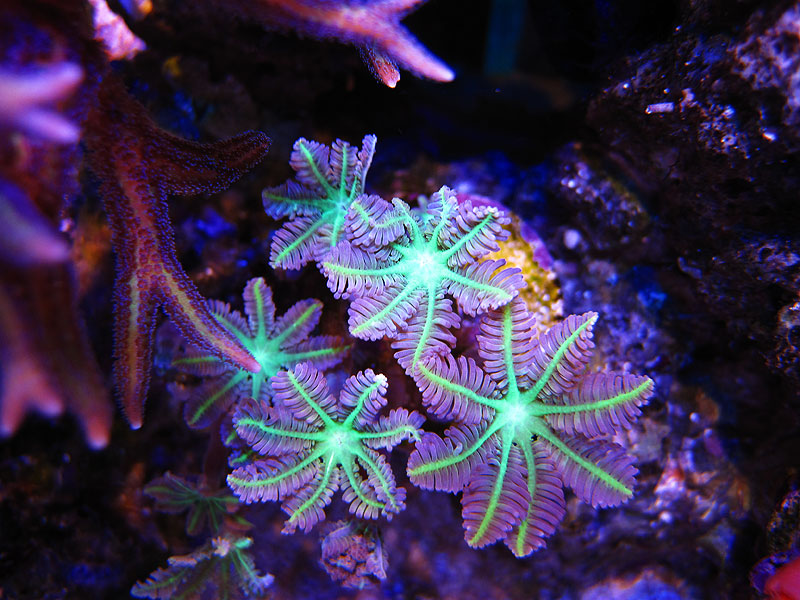 ClovePolyps - Rosebud161616's 15 gallon custom built nano