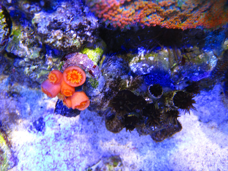 DendroSunCoral - Rosebud161616's 15 gallon custom built nano