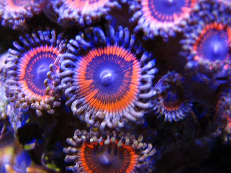DevilsArmor - Rosebud161616's 15 gallon custom built nano