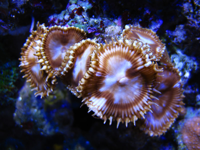 Grandis - Rosebud161616's 15 gallon custom built nano