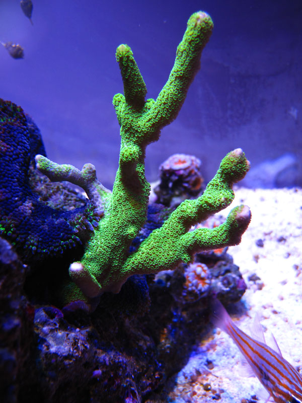 GreenDigi - Rosebud161616's 15 gallon custom built nano