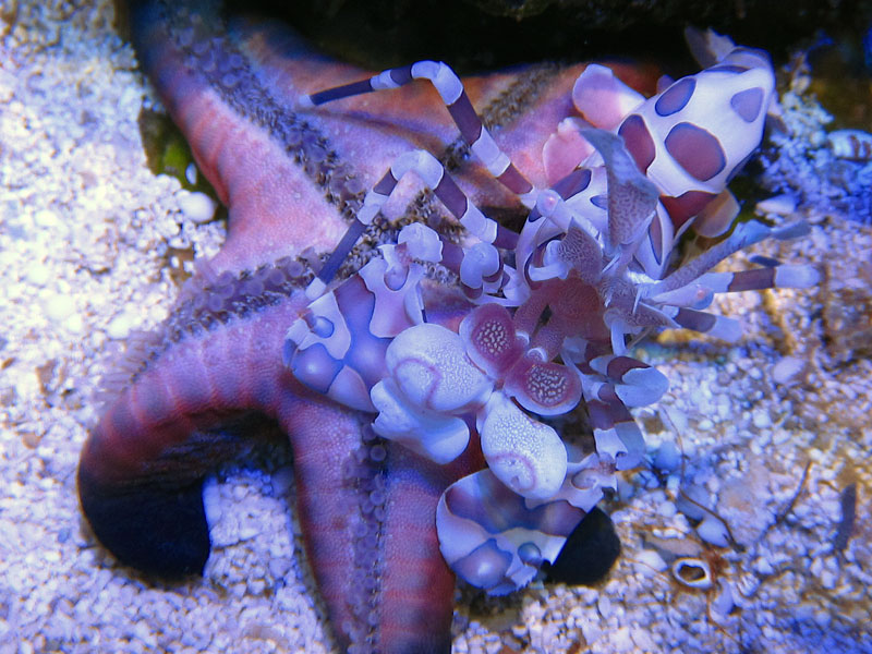 Harlequin Shrimp - Rosebud161616's 15 gallon custom built nano