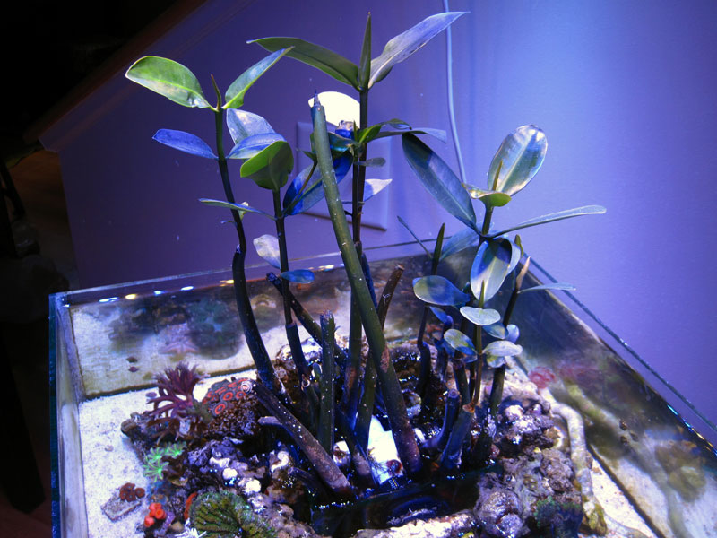 Mangroves - Rosebud161616's 15 gallon custom built nano