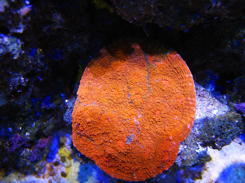 OrangeChalice - Rosebud161616's 15 gallon custom built nano