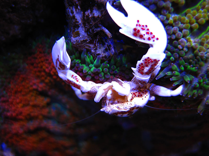 PorcelainCrab - Rosebud161616's 15 gallon custom built nano