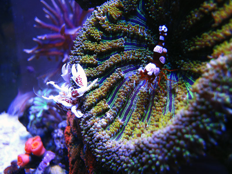SexyCrab - Rosebud161616's 15 gallon custom built nano
