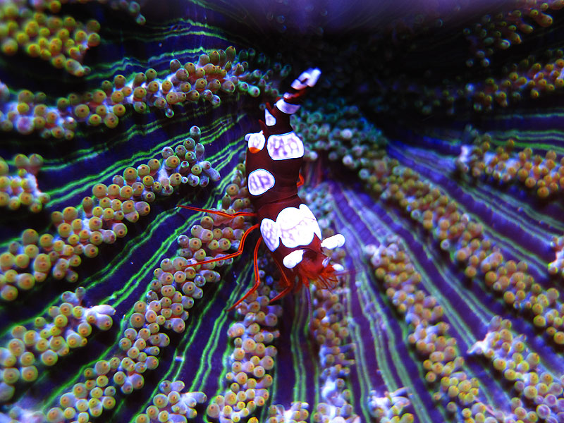 SexyShrimp - Rosebud161616's 15 gallon custom built nano