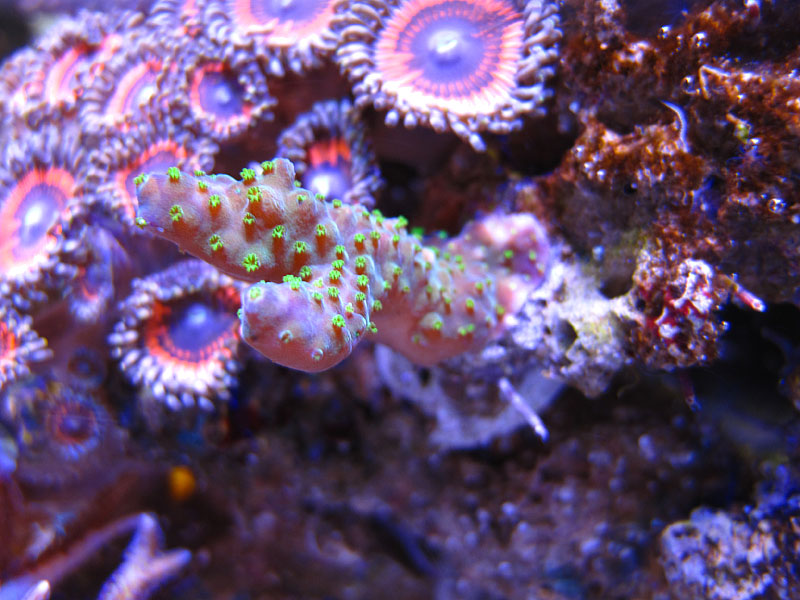 TriColor - Rosebud161616's 15 gallon custom built nano