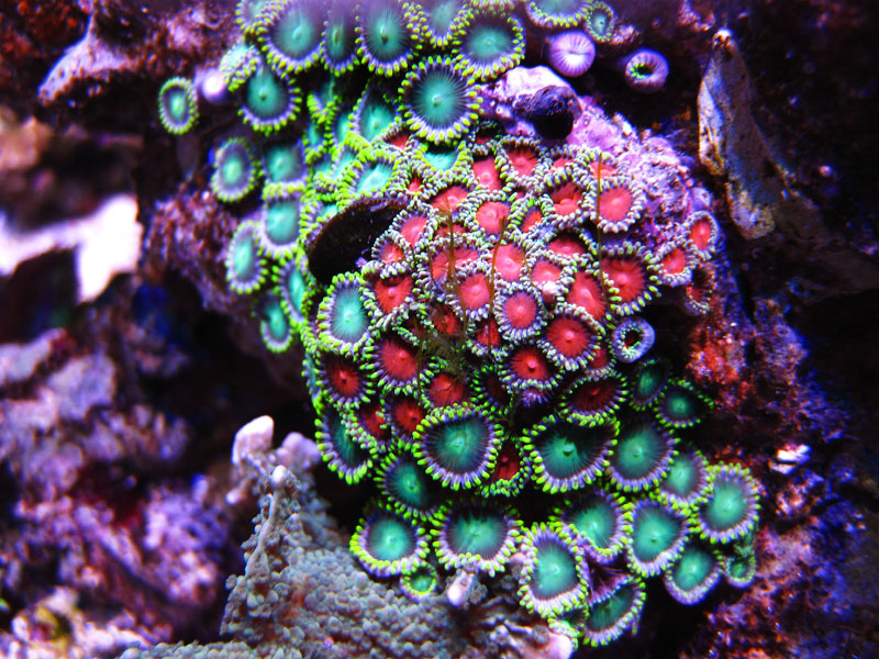 Zoas - Rosebud161616's 15 gallon custom built nano
