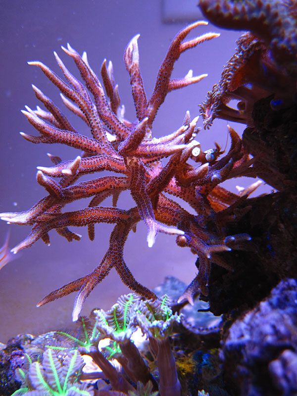 Birdsnest - Rosebud161616's 15 gallon custom built nano