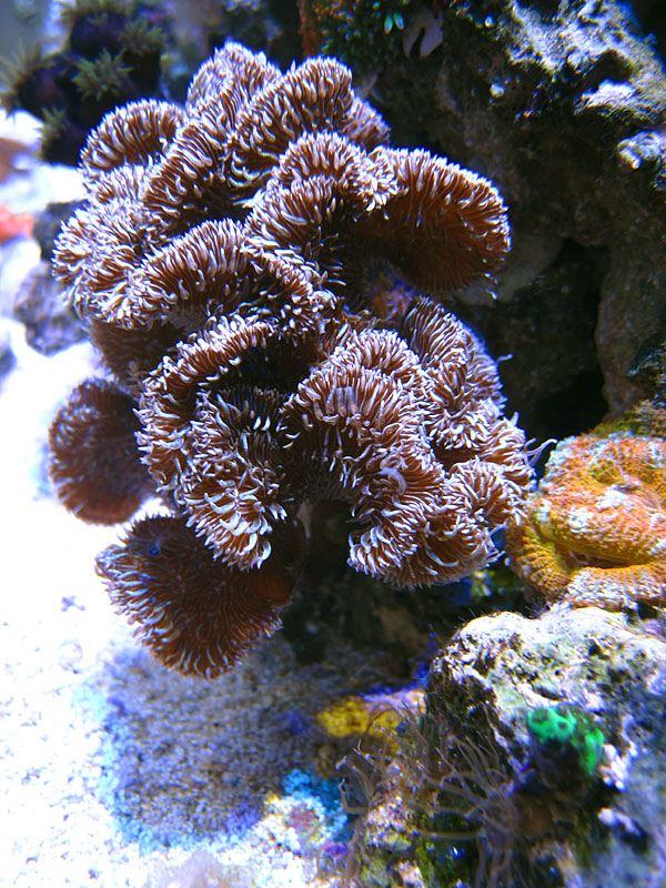 CactusPavona - Rosebud161616's 15 gallon custom built nano